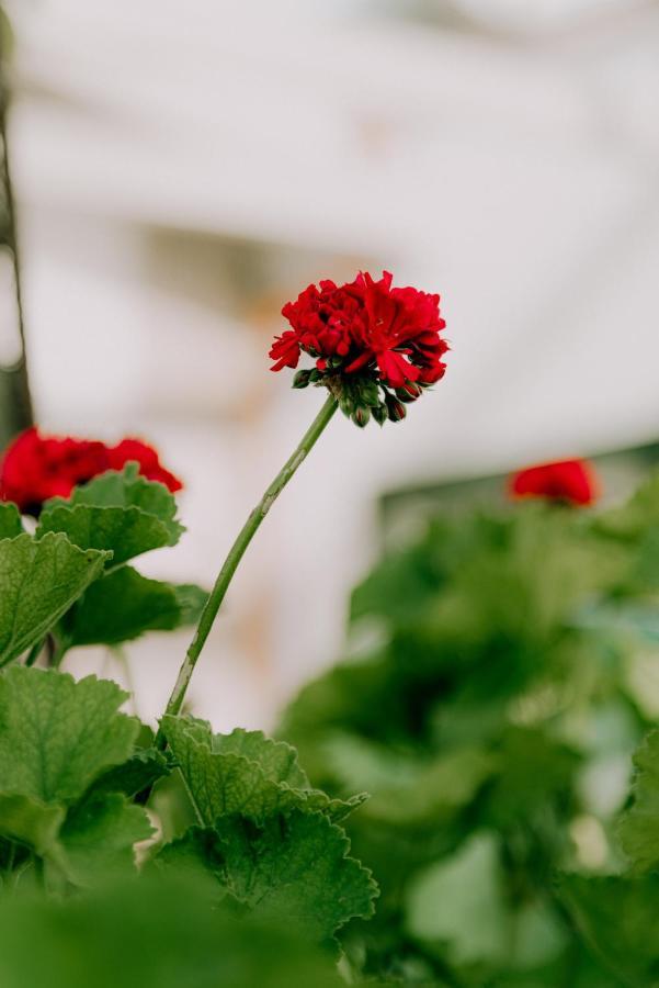 Masseria Agriturismo Il Sorriso Degli Ulivi - Dimora Di Charme Gallipoli Luaran gambar