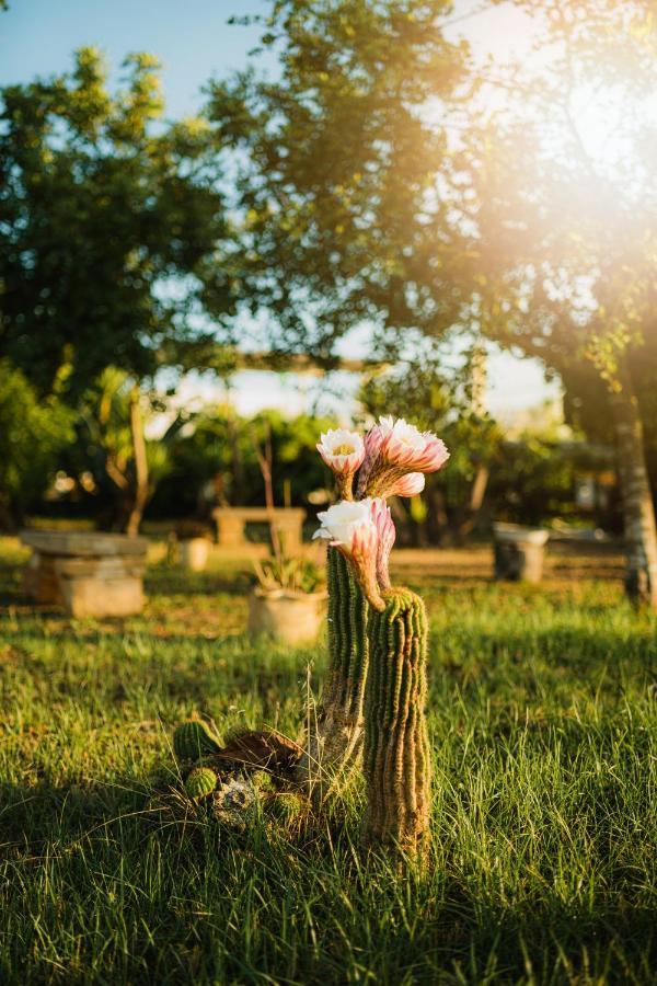 Masseria Agriturismo Il Sorriso Degli Ulivi - Dimora Di Charme Gallipoli Luaran gambar